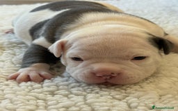 American Bully cani in vendita: Dolcissimi American Bully  - Immagine 9