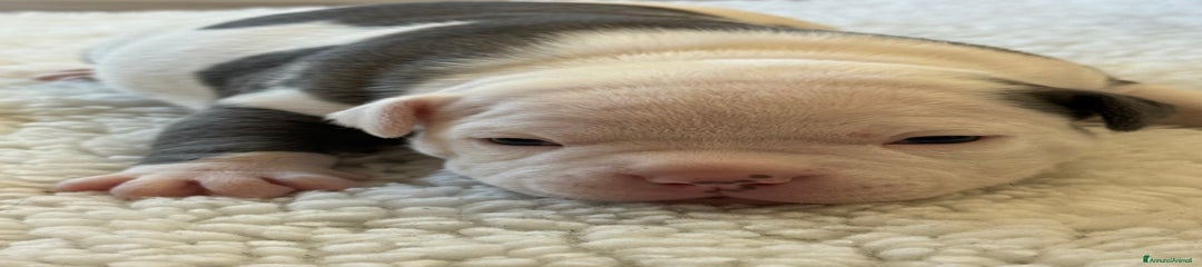 American Bully - Bruno 