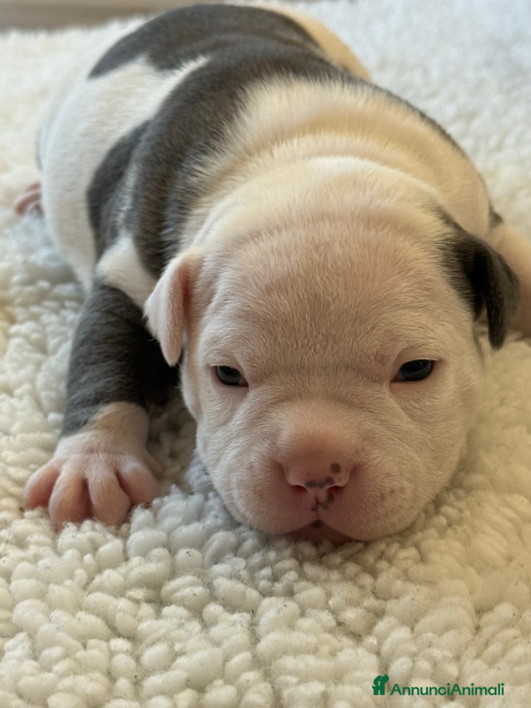 American Bully cani in vendita: Dolcissimi American Bully  - Immagine 9