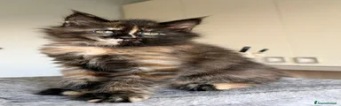 Maine Coon Gattino 3
