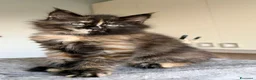Maine Coon gatti in vendita: Maine coon cuccioli pedigree ANFI a Provincia di Bergamo - Annuncio 8
