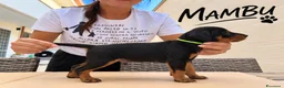Pinscher Miniatura cani in vendita: Pinsher cuccioli  - Annuncio 6