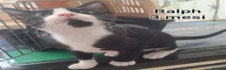 Altre razze gatti in regalo: MICINI URGENTI ADOZIONI! TEMPO SCADUTO  a Provincia di Arezzo - Annuncio 8