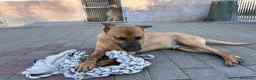 Meticcio cani in regalo: ARGO CERCA CASA - Annuncio 13