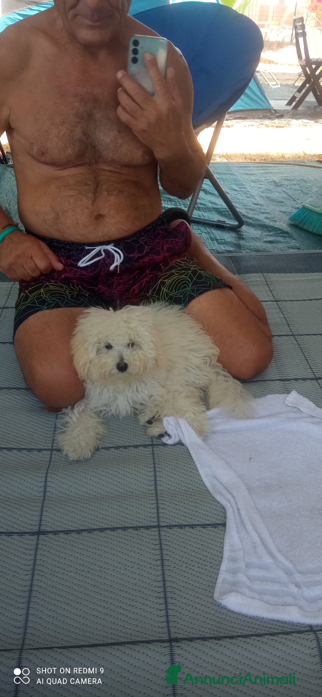 Barboncino Toy cani in vendita: Barboncino  a Provincia di Chieti - Immagine 3