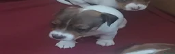 Jack Russell cani in vendita: Gek Russel  toy  zampa corta  - Annuncio 4