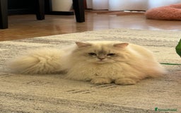 Scottish gatti in vendita: SCOTTISH FOLD E STRAIGHT CON PEDIGREE APERTO a Provincia di Bergamo - Immagine 12