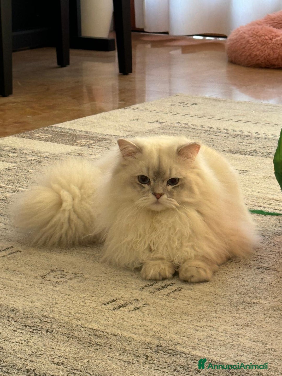 Scottish gatti in vendita: SCOTTISH FOLD E STRAIGHT CON PEDIGREE APERTO a Provincia di Bergamo - Immagine 12
