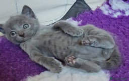 Certosino gatti in vendita: cuccioli di razza certosino  a Ente di decentramento regionale di Udine - Immagine 4