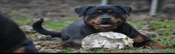 Rottweiler cani in vendita: Cuccioli Rottweiler  - Annuncio 6