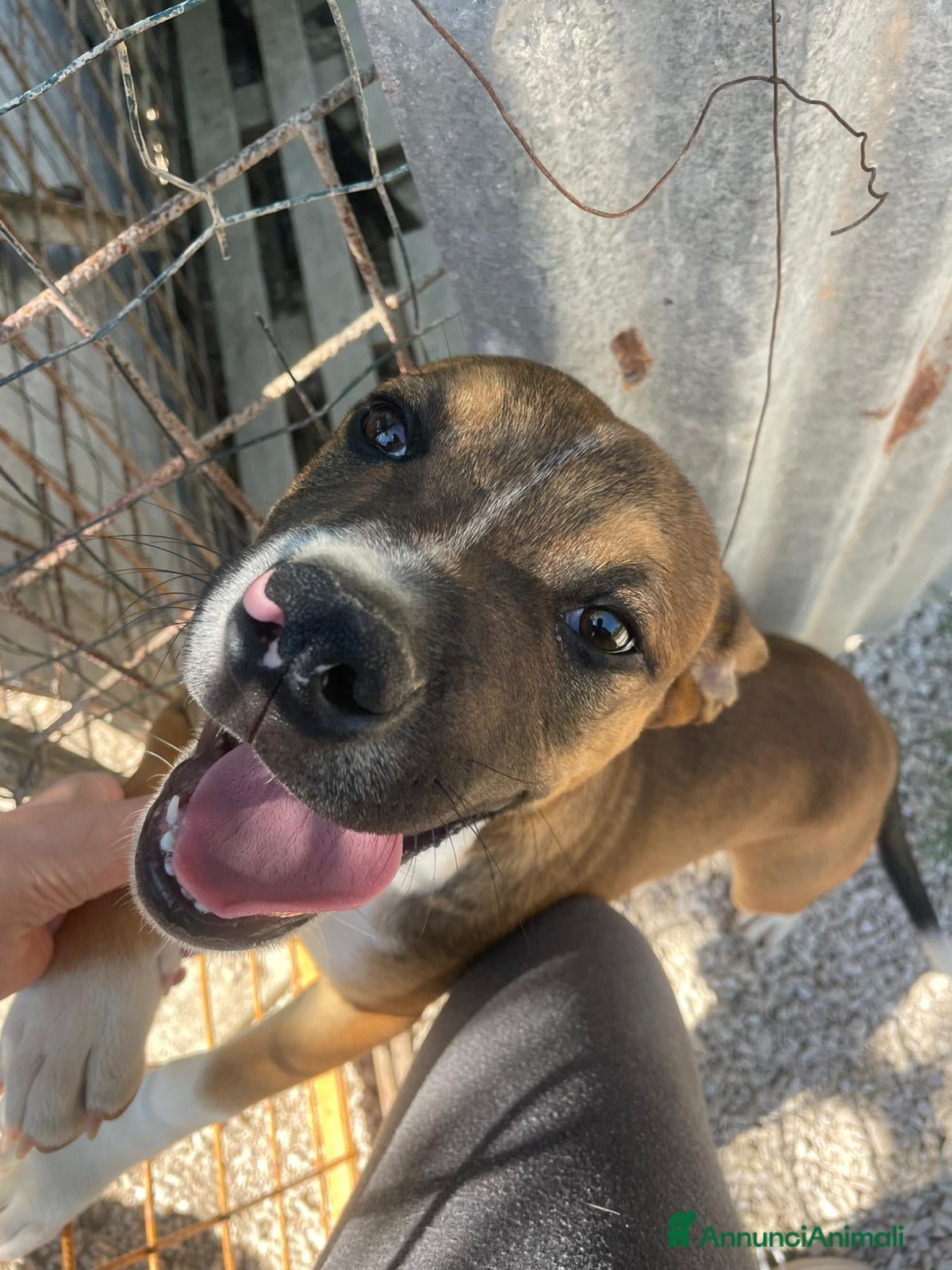 Meticcio cani ADOTTA IL SIMPATICO CHOCOOO - Annuncio 18