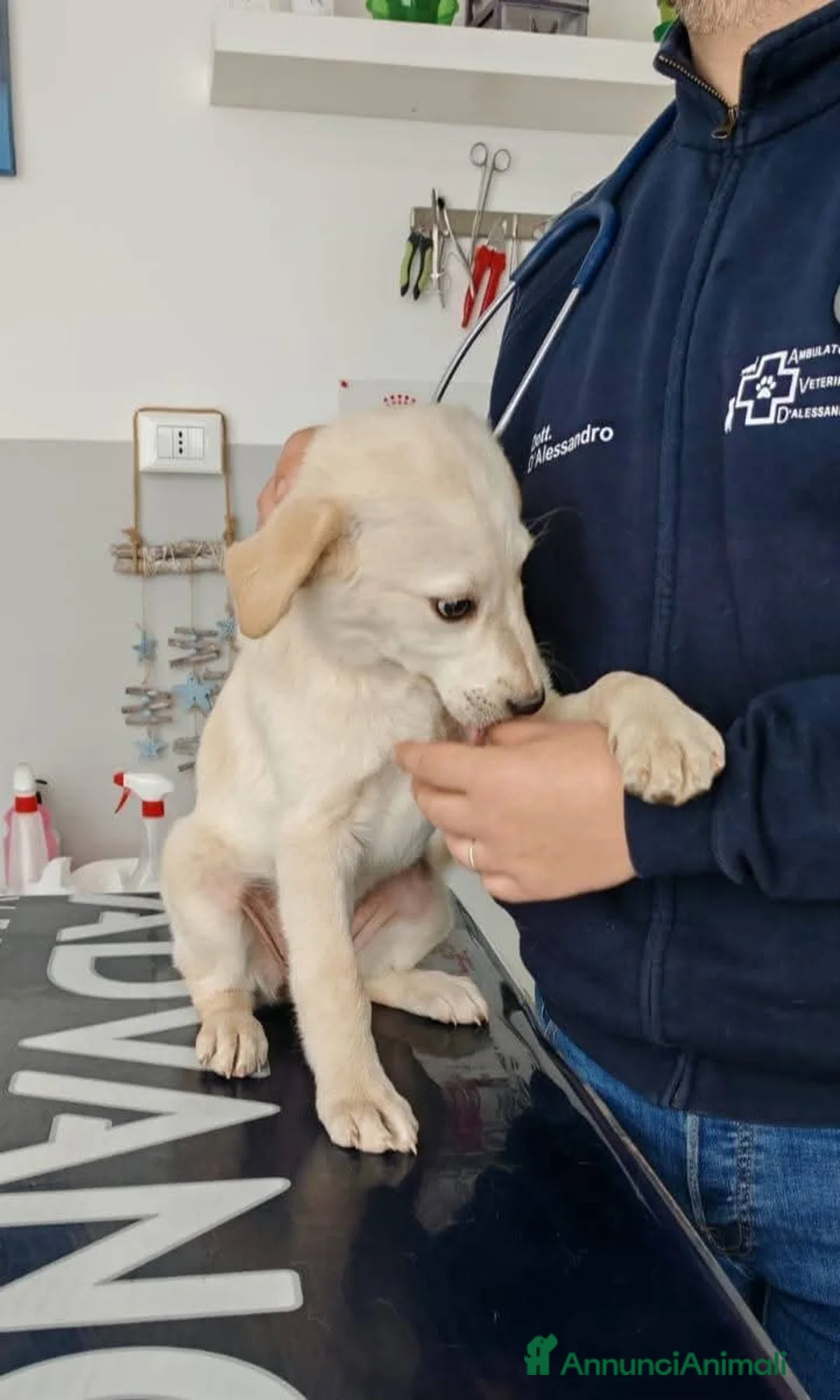 Meticcio cani in regalo: 3 mesi mix Labrador dolcissima  - Annuncio 11