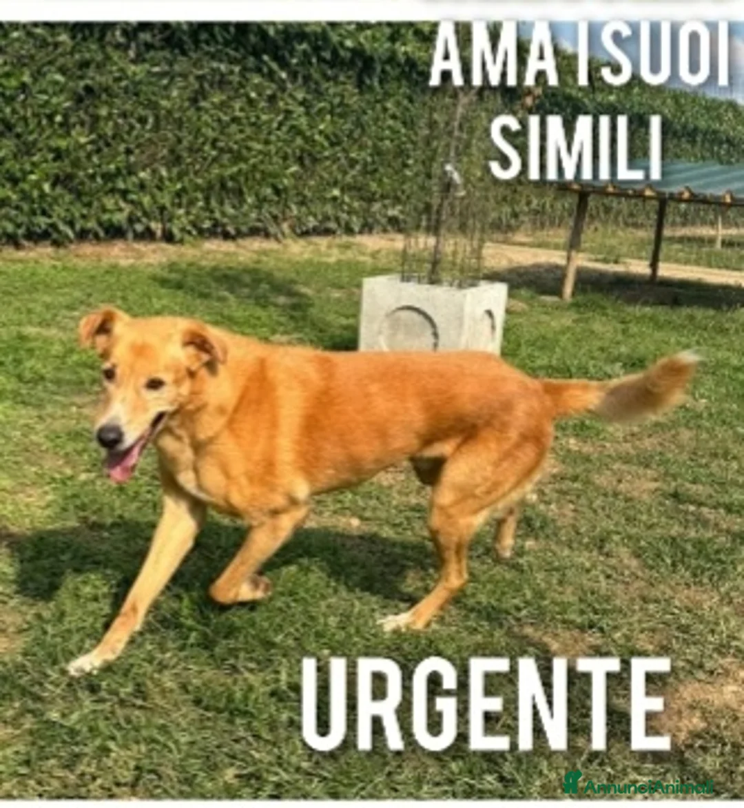 Meticcio cani in regalo: Jeremi 14anni color miele ancora in forma! BERGAMO a Città metropolitana di Milano - Annuncio 2