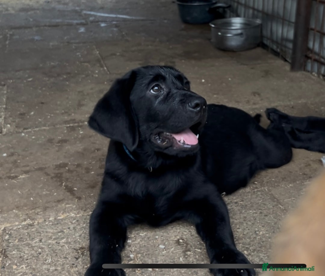 Labrador cani in vendita: Ultimi cuccioli di Labrador  a Provincia di Bergamo - Immagine 5