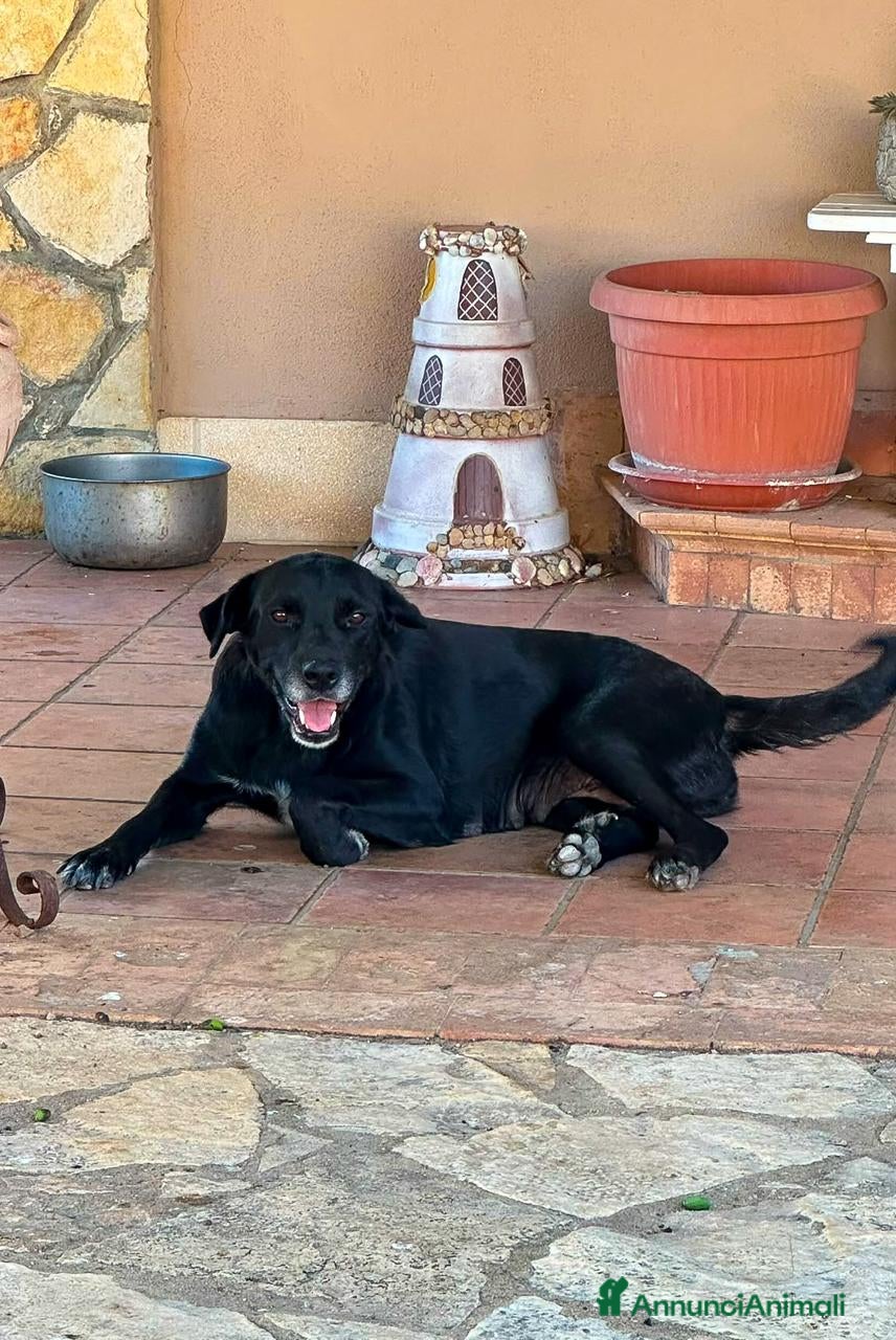 Meticcio cani BELLA 🩷 adesso merita di essere scelta 😍 - Annuncio 35