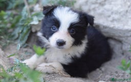 Border Collie cani in vendita: Border collie a Provincia di Campobasso - Immagine 6