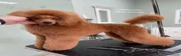 Barboncino Toy cani in vendita: Ultimo cucciolo Barbone nano fulvo - Annuncio 1