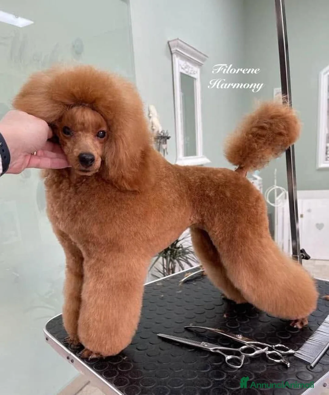 Barboncino Toy cani in vendita: Ultimo cucciolo Barbone nano fulvo - Annuncio 1