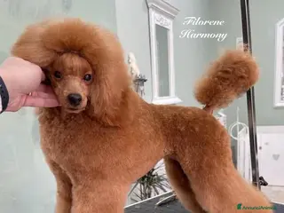 Barboncino Toy cani Ultimo cucciolo Barbone nano fulvo - Annuncio 3