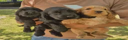 Cocker cani in vendita: Cuccioli neri cocker spaniel  - Annuncio 3