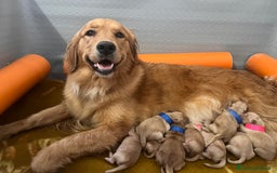 Golden Retriever cani in vendita: Cuccioli Golden Retriever Americani 🇺🇸 a Città Metropolitana di Bologna - Immagine 11