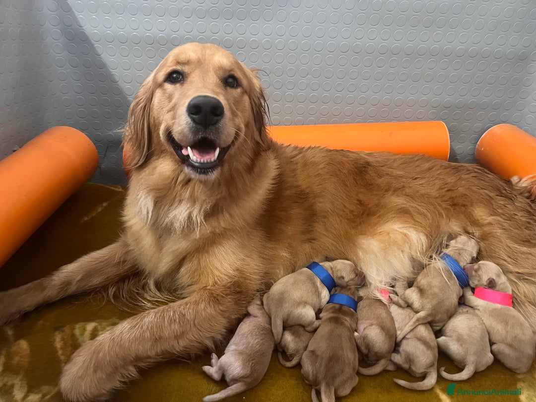 Golden Retriever cani in vendita: Cuccioli Golden Retriever Americani 🇺🇸 a Città Metropolitana di Bologna - Immagine 11