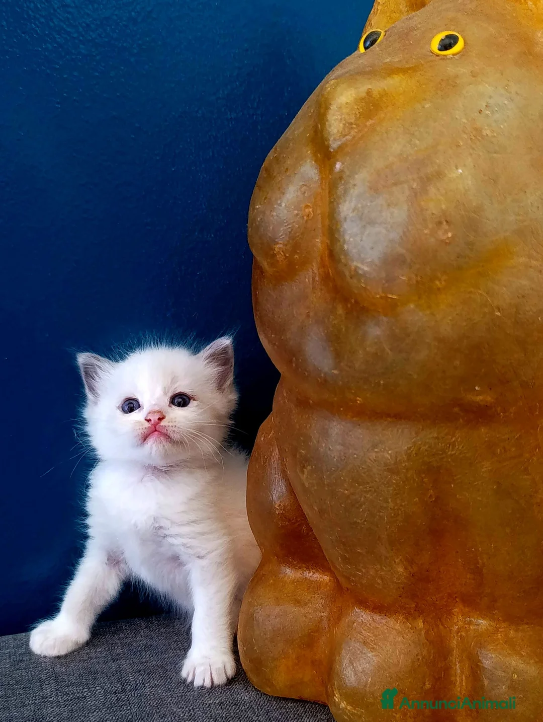 Ragdoll gatti in vendita: Ragdoll  - Annuncio 4