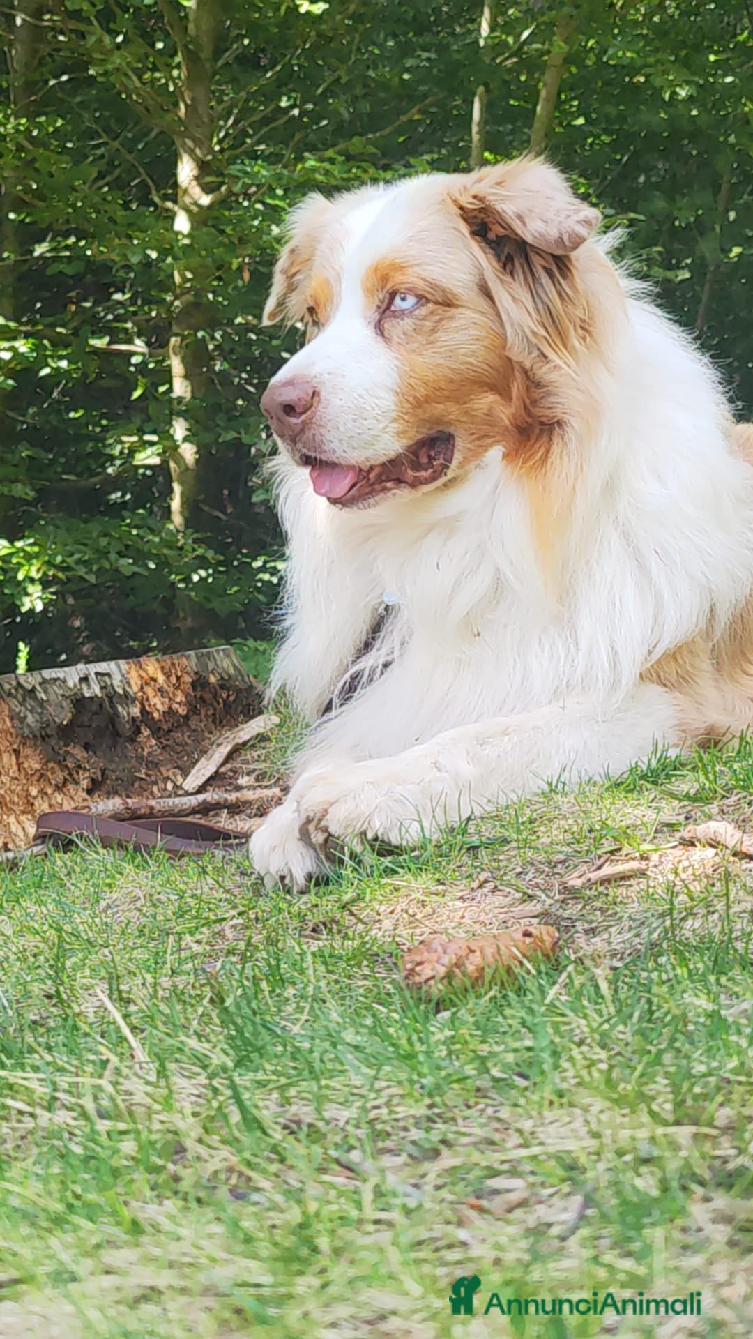 Australian Shepherd cani KODA CERCA FEMMINA PER MONTA - Annuncio 2