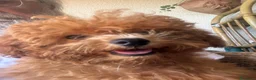 Barboncino Toy cani in vendita: Barboncino toy  - Annuncio 3