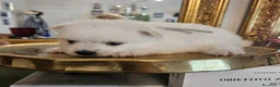Volpino Italiano cani in vendita: Cuccioli di Volpino Italiano - Annuncio 10