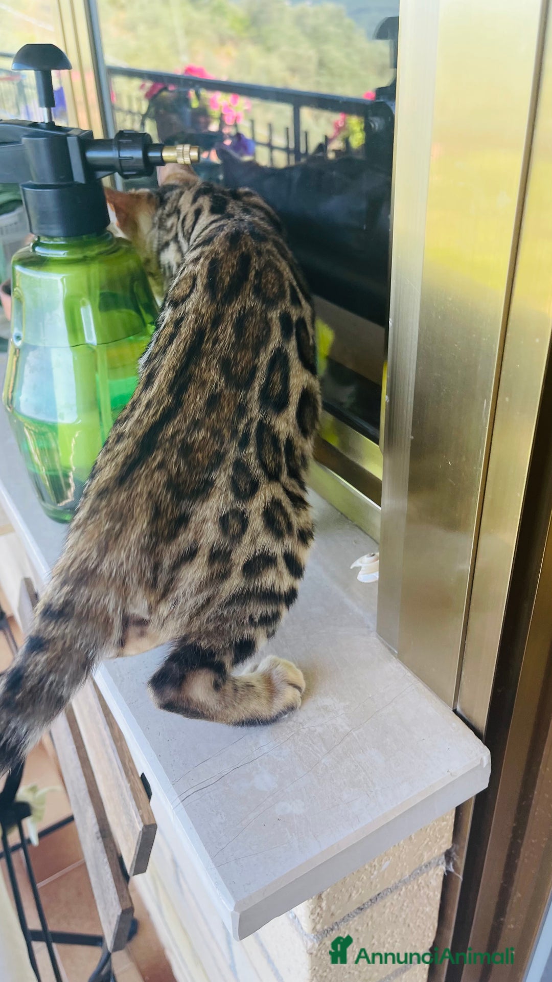 Bengala gatti in vendita: Cucciolo bengala a Provincia di Frosinone - Immagine 21