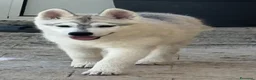 Husky cani in vendita: Siberian Husky - Annuncio 3