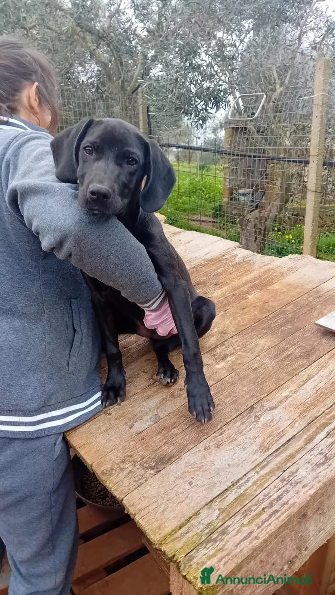 Altre razze cani in regalo: margy - Annuncio 4