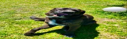 Meticcio cani in regalo: Simil Corso 5 anni - Annuncio 2