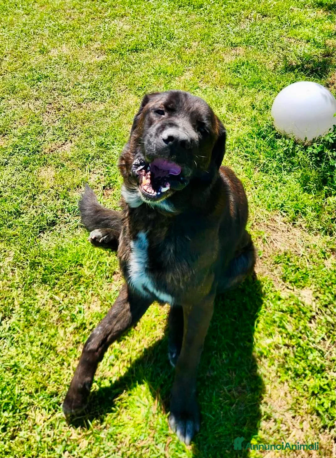 Meticcio cani in regalo: Simil Corso 5 anni - Annuncio 2