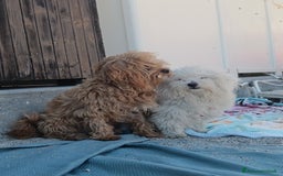 Maltese cani in vendita: Cuccioli di Maltipoo a Città Metropolitana di Torino - Immagine 8