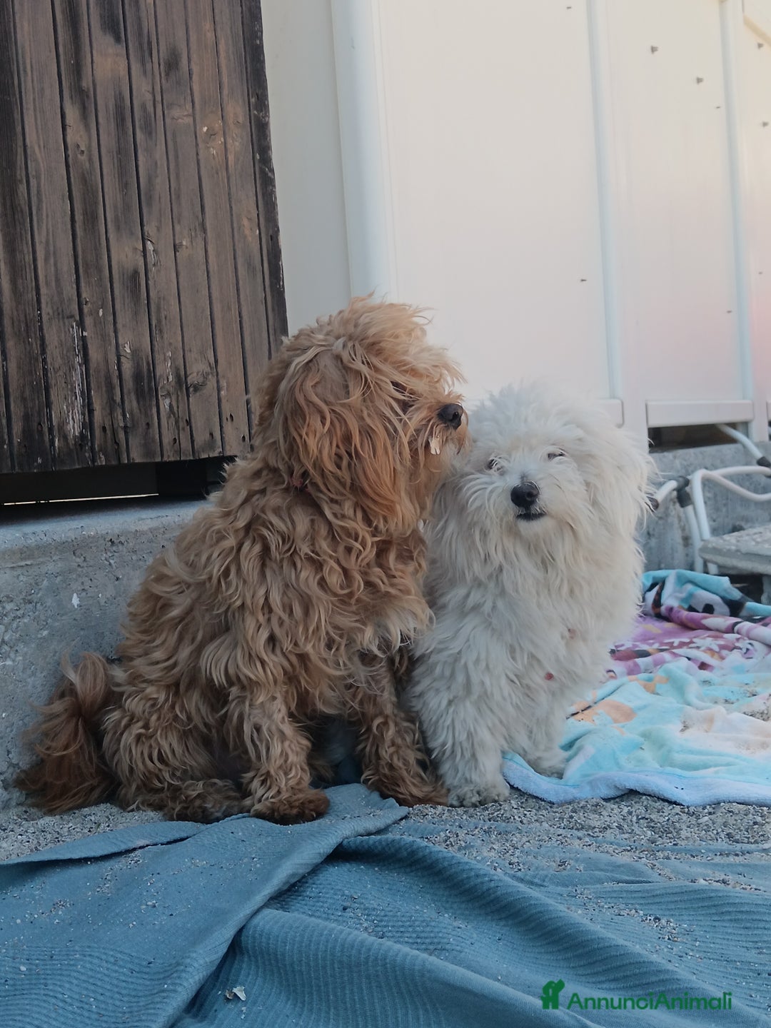 Maltese cani in vendita: Cuccioli di Maltipoo a Città Metropolitana di Torino - Immagine 8