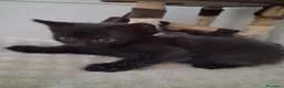 Meticcio gatti in regalo: Regalo gattini neri a Provincia di Ferrara - Annuncio 5