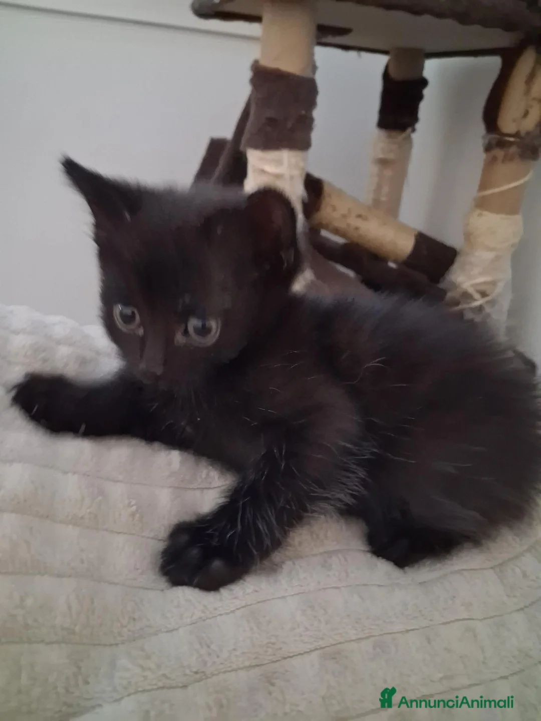 Meticcio gatti in regalo: Regalo gattini neri a Provincia di Ferrara - Annuncio 5