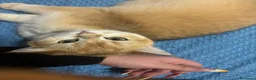British gatti per accoppiamento: british da monta - Annuncio 4