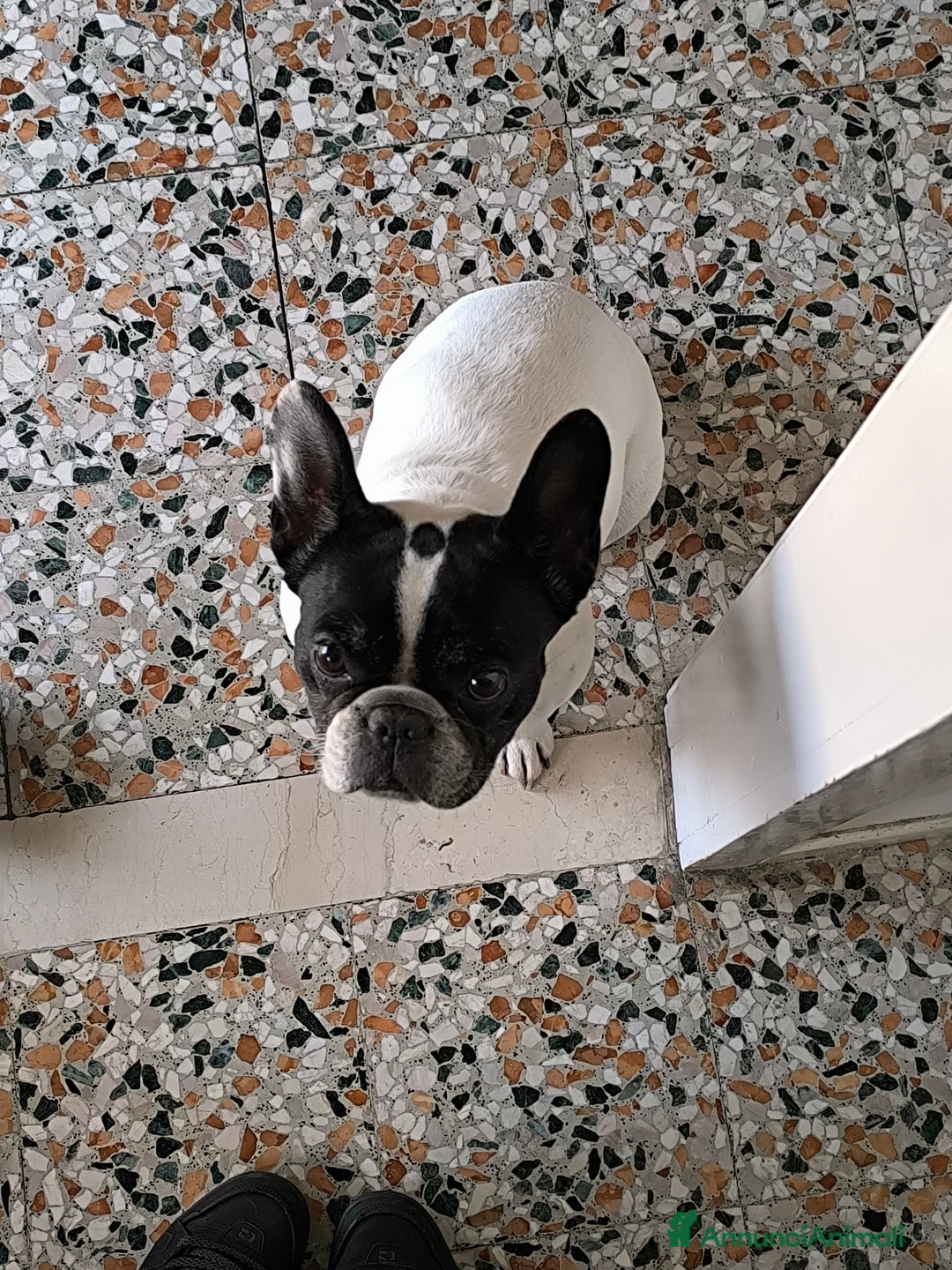 Bulldog Francese cani in regalo: CERCO UNA NUOVA FAMIGLIA PER LA MIA CAGNOLINA - Annuncio 2