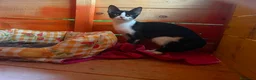 Europeo gatti in regalo: Gattine di tre mesi - Annuncio 10