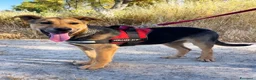Meticcio cani in regalo: tyson - Annuncio 2
