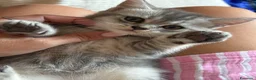 Scottish gatti in vendita: Gattino Scottish  - Annuncio 3