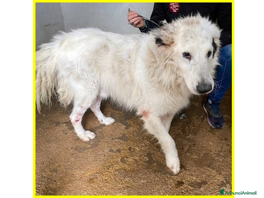 Meticcio cani in regalo: PANZER dolcissimo orsacchiottone - Annuncio 3