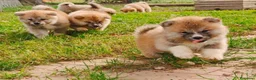 Akita Inu cani in vendita: CUCCIOLI DI AKITA INU  - Annuncio 6
