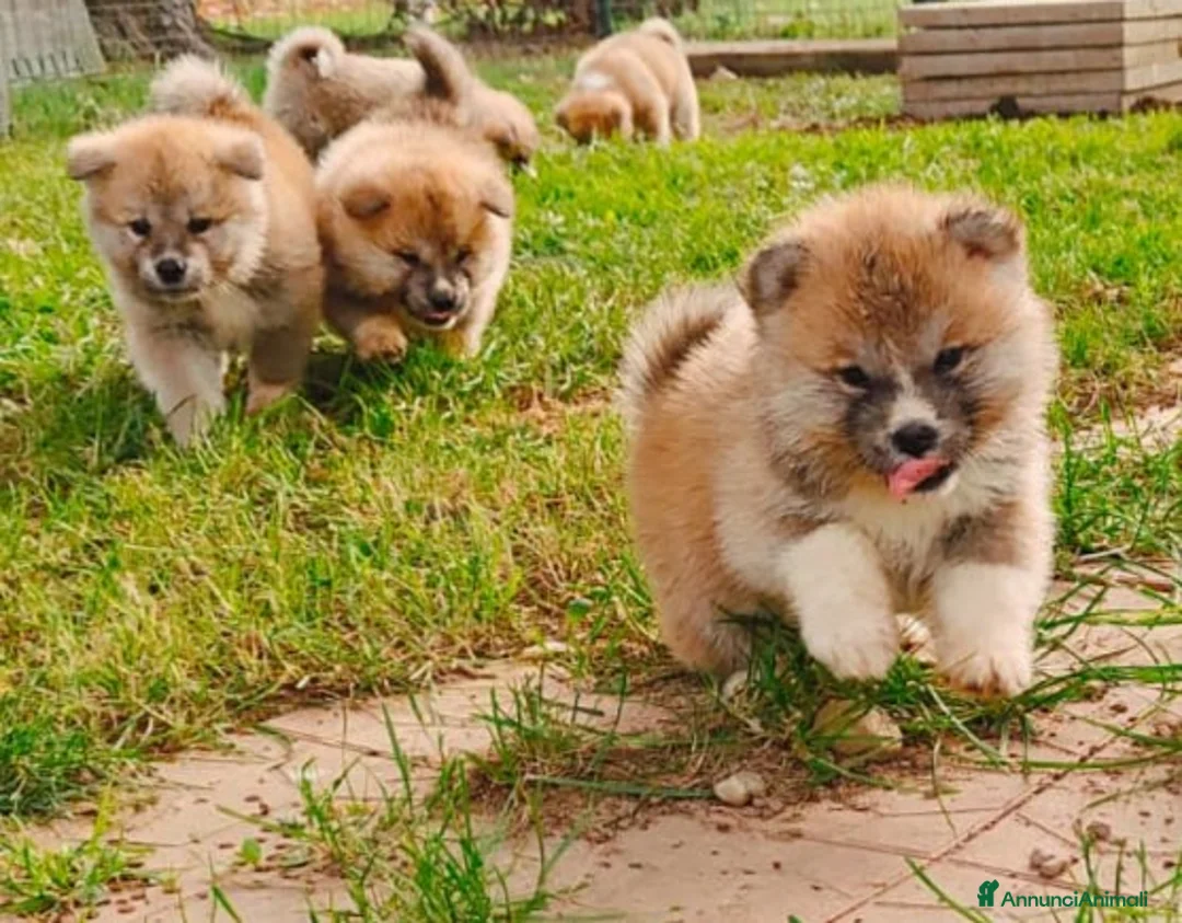 Akita Inu cani in vendita: CUCCIOLI DI AKITA INU  - Annuncio 6