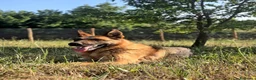 Pastore Tedesco cani in regalo: GRETA IL CANE CON LA C MAIUSCOLA, IN ADOZIONE - Annuncio 4