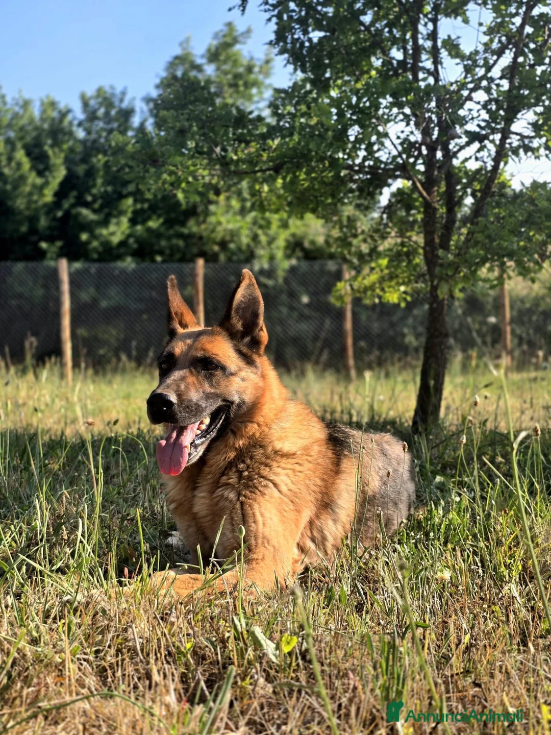 Pastore Tedesco cani in regalo: GRETA IL CANE CON LA C MAIUSCOLA, IN ADOZIONE - Annuncio 4