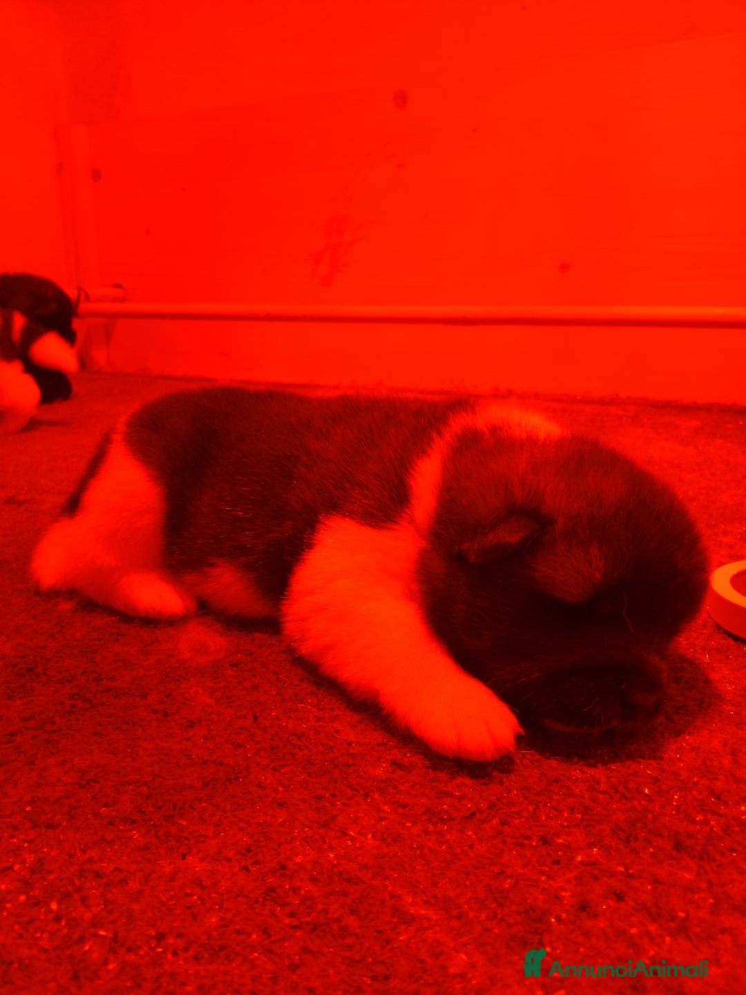 Akita Americano cani in vendita: AKITA AMERICANO  - Annuncio 4